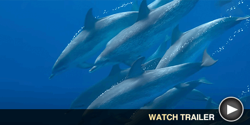 Image from Dolphins Up Close with Bertie Gregory  - Click for Available Trailer