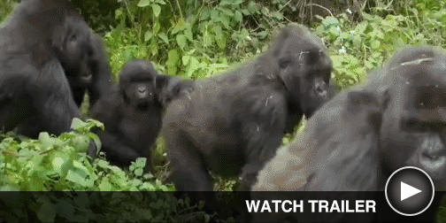 Image from A Gorilla Story: Told by David Attenborough - Click for Available Trailer