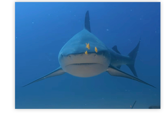 FAQ - Download Images to View