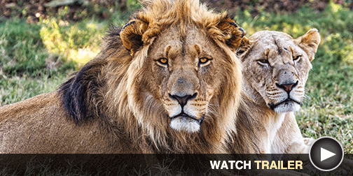 Image from LION - Click for Available Trailer
